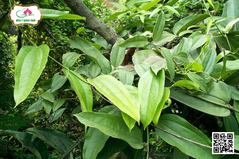 Thổ Phục Linh - Smilax Glabra, Smilacaceae