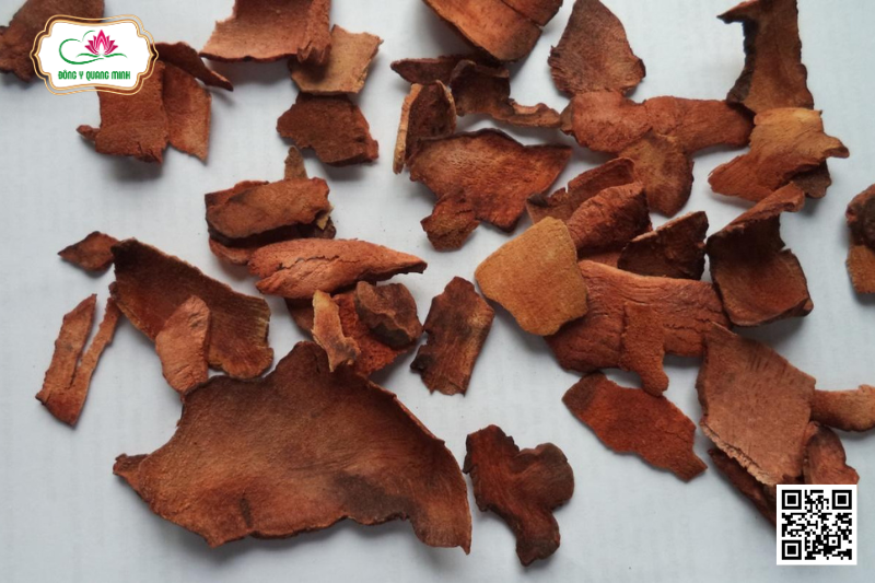 Thổ Phục Linh - Smilax Glabra, Smilacaceae