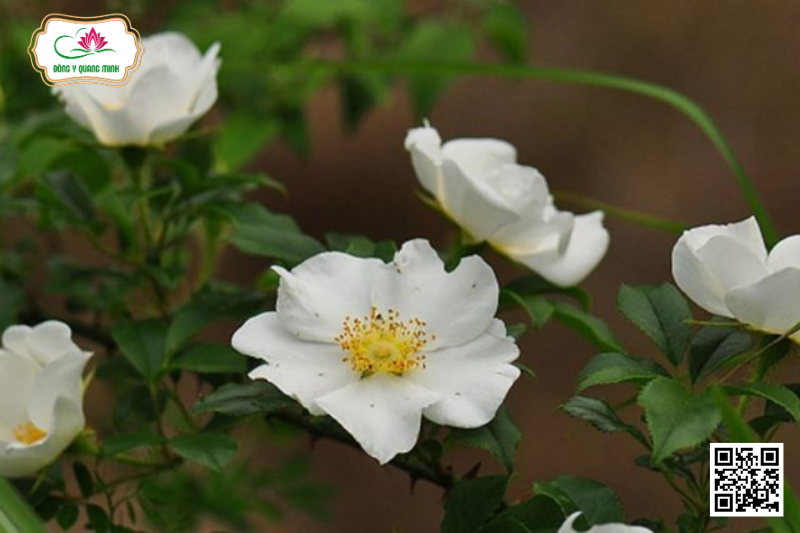 Kim Anh - Rosa Laevigata Rosaceae