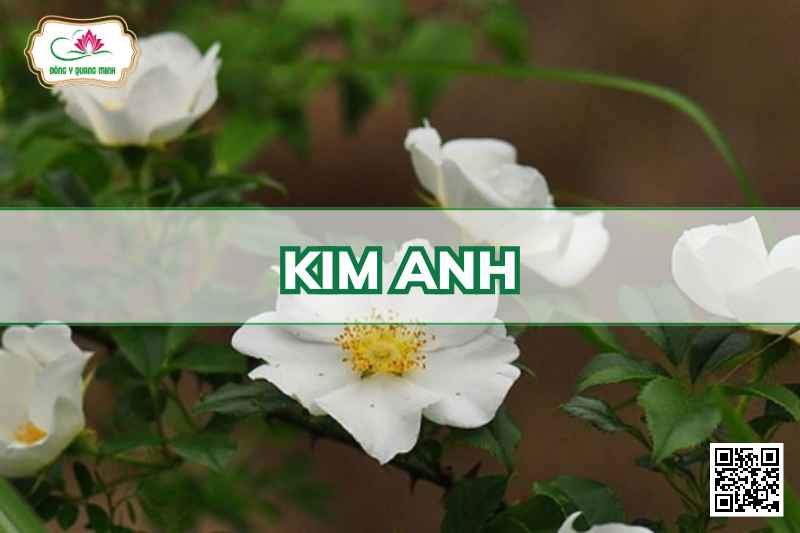 Kim Anh - Rosa Laevigata Rosaceae