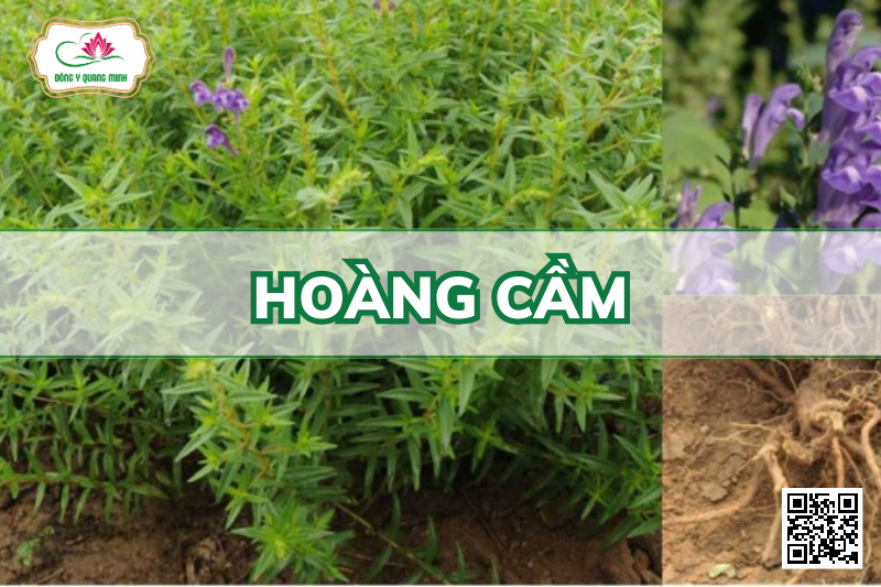 Hoàng Cầm – Scutellaria Baicalensis, Lamiaceae