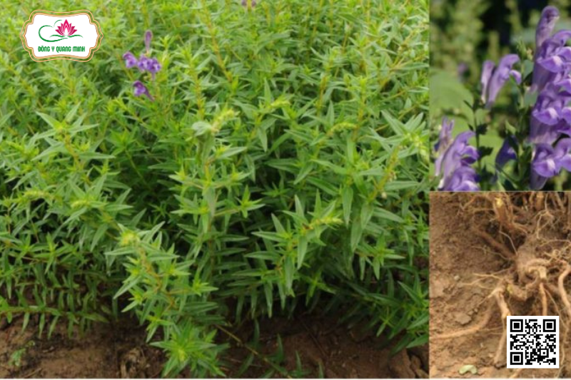 Hoàng Cầm – Scutellaria Baicalensis, Lamiaceae