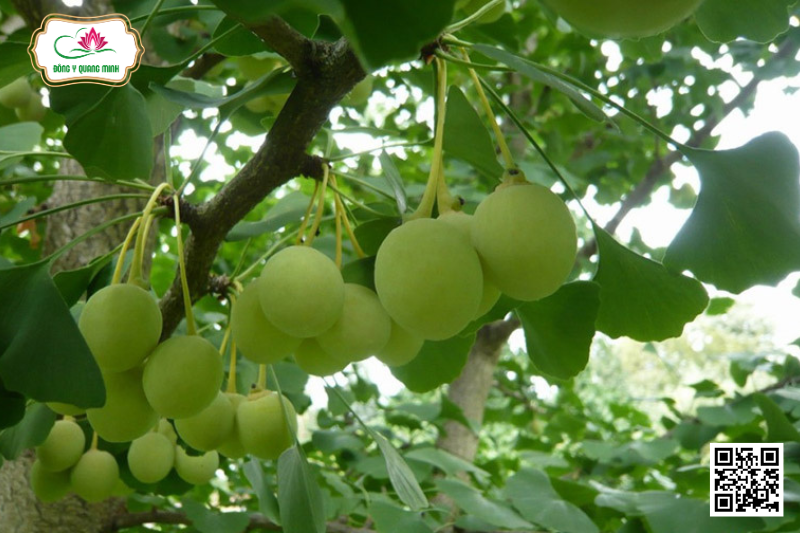 Bạch Quả - Ginkgo Biloba, Ginkgoaceae