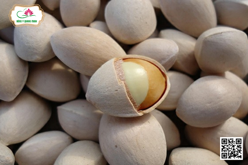 Bạch Quả - Ginkgo Biloba, Ginkgoaceae