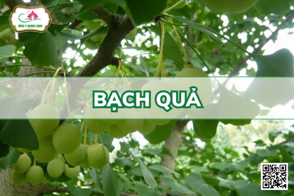 Bạch Quả - Ginkgo Biloba, Ginkgoaceae