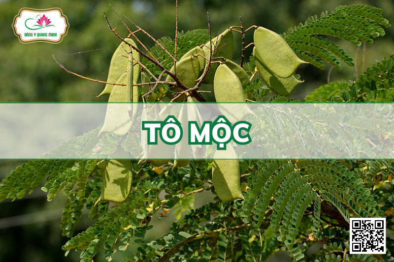 Tô Mộc - Caesalpinia Sappan, Fabaceae