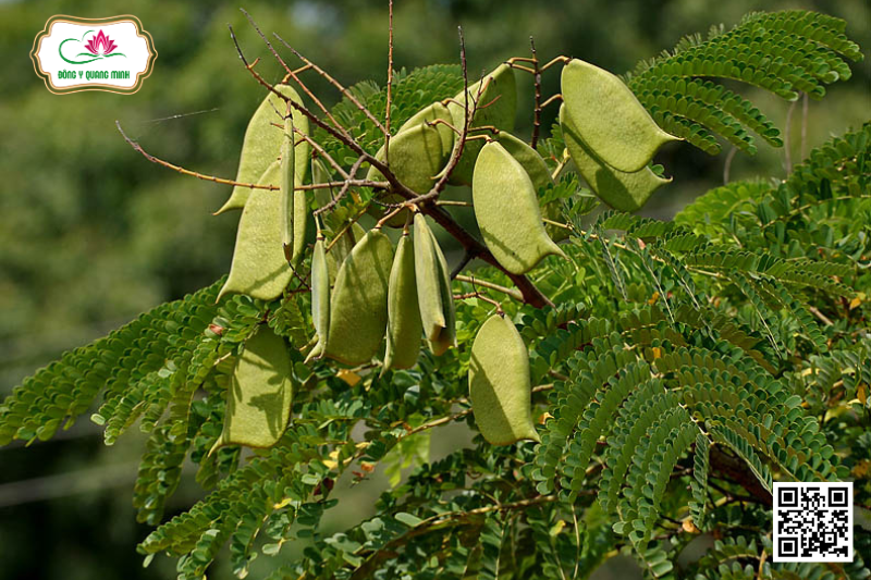 Tô Mộc - Caesalpinia Sappan, Fabaceae