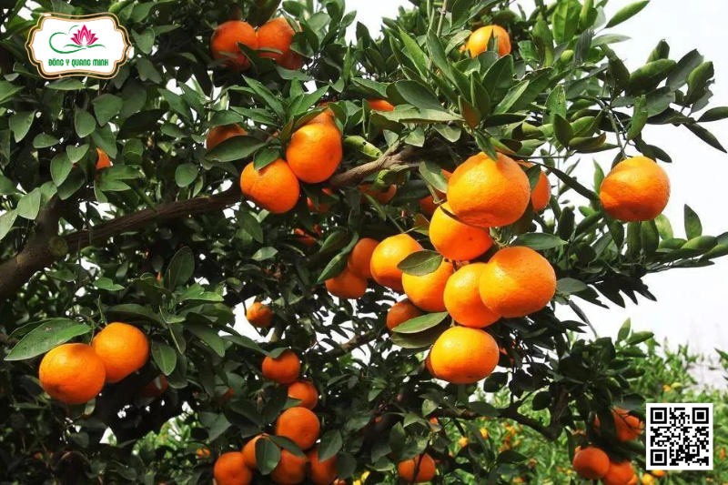 Quýt - Citrus Reticulata, Rutaceae