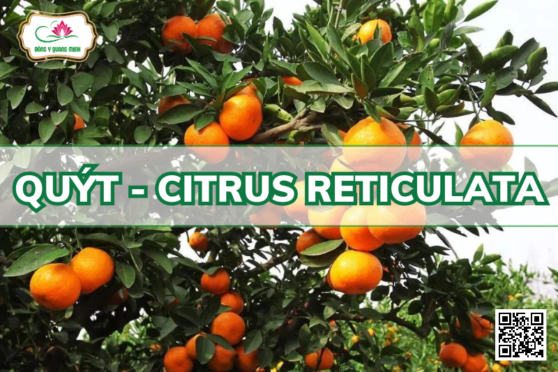 Quýt - Citrus Reticulata, Rutaceae