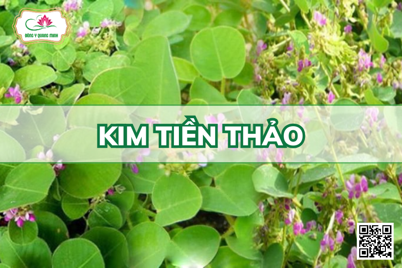 Kim Tiền Thảo – Desmodium Styracifolium, Fabaceae