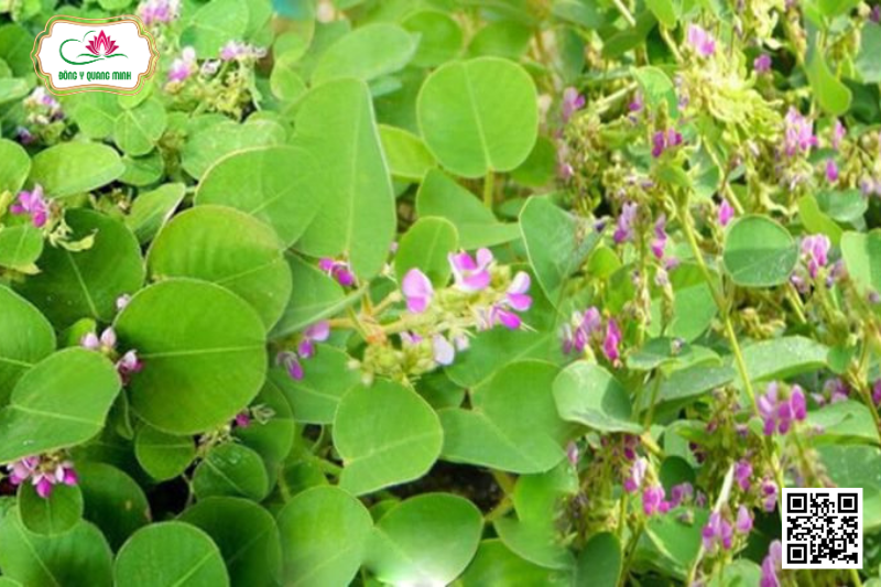 Kim Tiền Thảo – Desmodium Styracifolium, Fabaceae