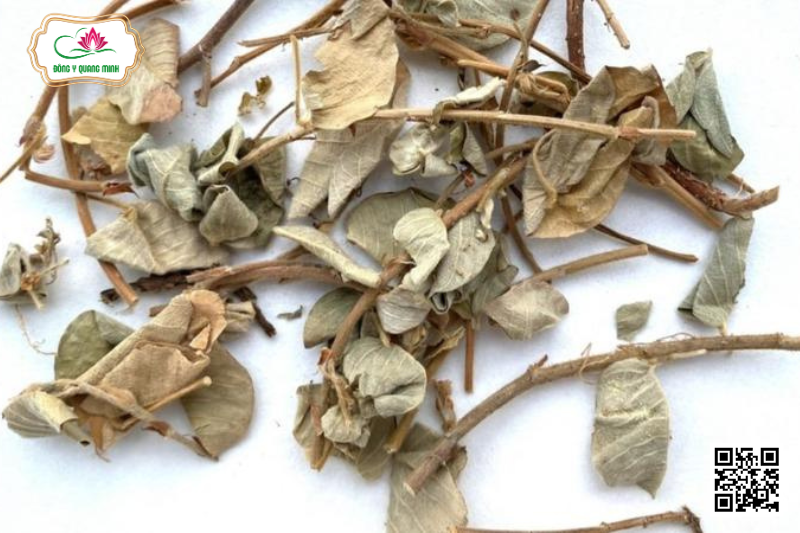 Kim Tiền Thảo – Desmodium Styracifolium, Fabaceae