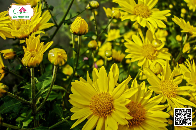 Cúc Hoa – Chrysanthemum Indicum, Asteraceae