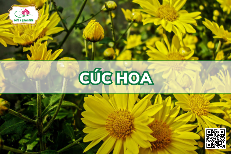 Cúc Hoa – Chrysanthemum Indicum, Asteraceae