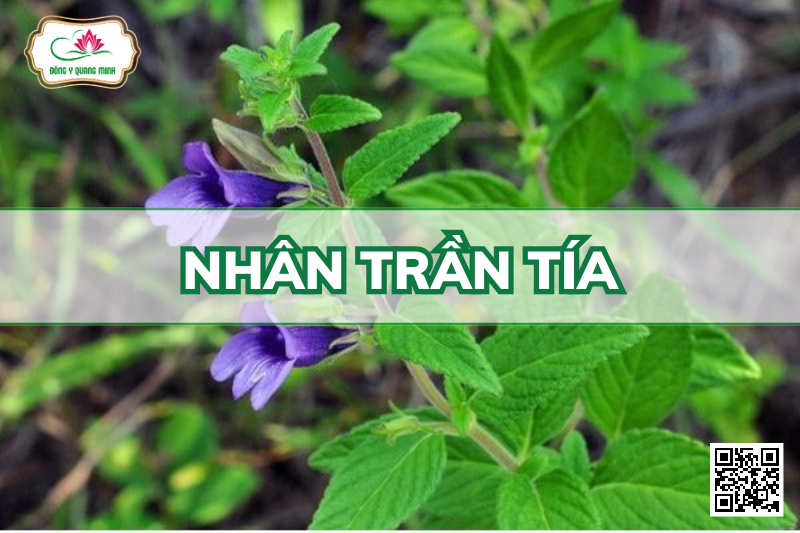 Nhân Trần Tía - Adenosma Bracteosum, Plantaginaceae