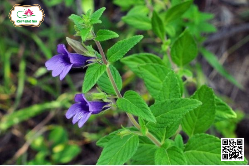 Nhân Trần Tía - Adenosma Bracteosum, Plantaginaceae