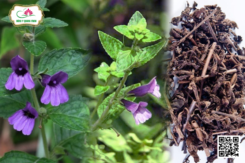 Nhân Trần Tía - Adenosma Bracteosum, Plantaginaceae