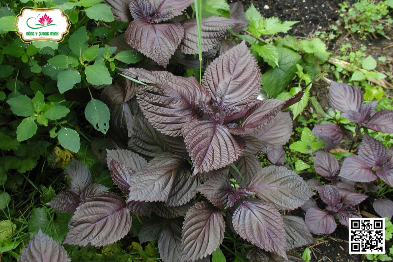 Tía Tô - Perilla Frutescens, Lamiaceae