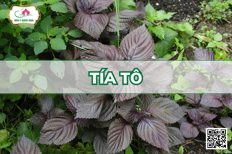 Tía Tô - Perilla Frutescens, Lamiaceae