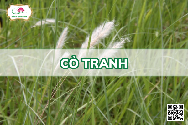 Cỏ Tranh - Imperata Cylindrica, Poaceae