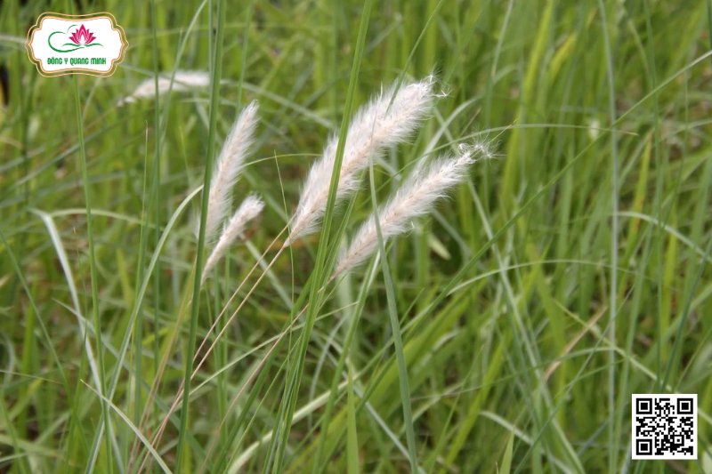 Cỏ Tranh - Imperata Cylindrica, Poaceae