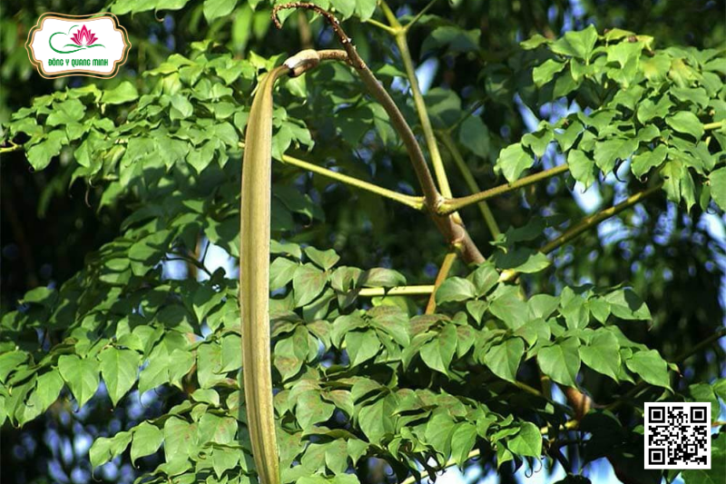 Núc Nác - Oroxylum Indicum, Bignoniaceae