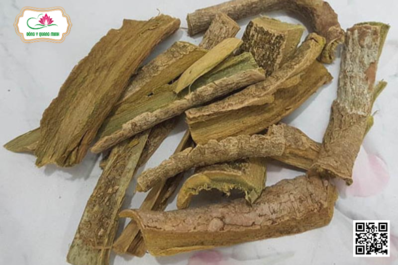 Núc Nác - Oroxylum Indicum, Bignoniaceae