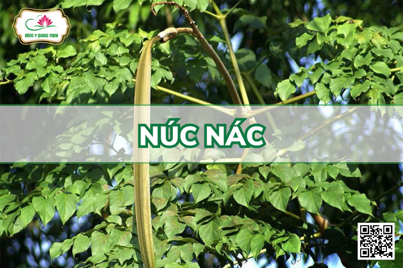 Núc Nác - Oroxylum Indicum, Bignoniaceae