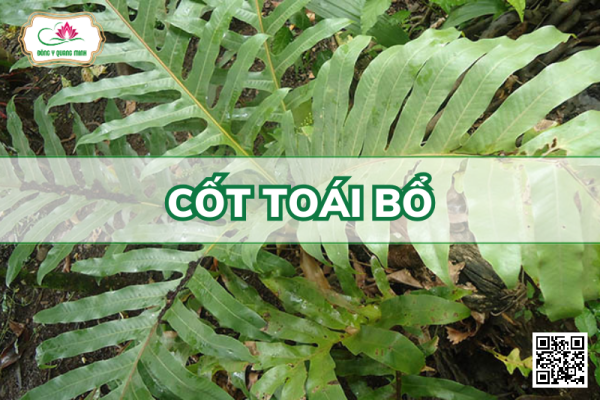 Cốt Toái Bổ - Drynaria Roosii, Polypodiaceae