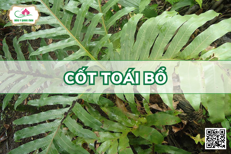 Cốt Toái Bổ - Drynaria Roosii, Polypodiaceae