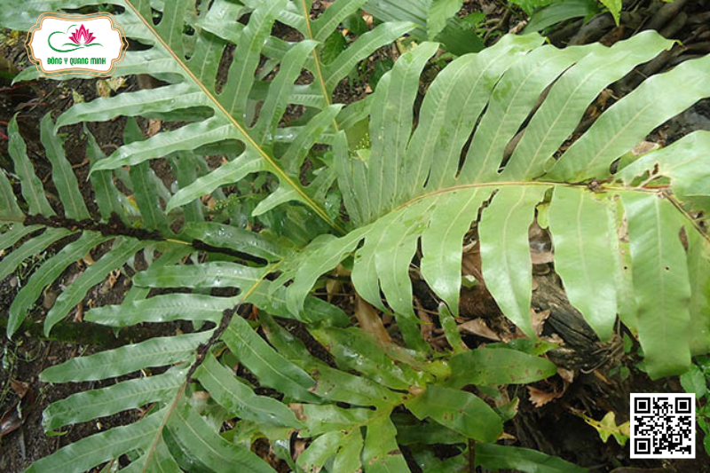 Cốt Toái Bổ - Drynaria Roosii, Polypodiaceae