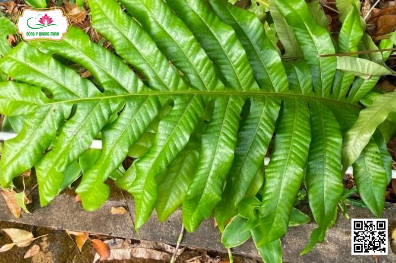 Cốt Toái Bổ - Drynaria Roosii, Polypodiaceae