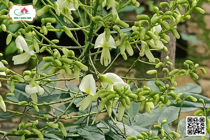 Hòe - Styphnolobium Japonicum, Fabaceae