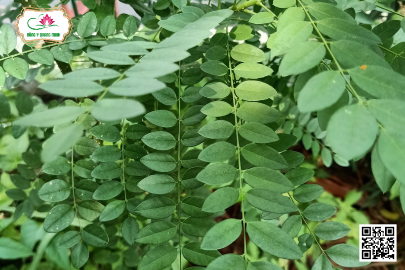 Hòe - Styphnolobium Japonicum, Fabaceae