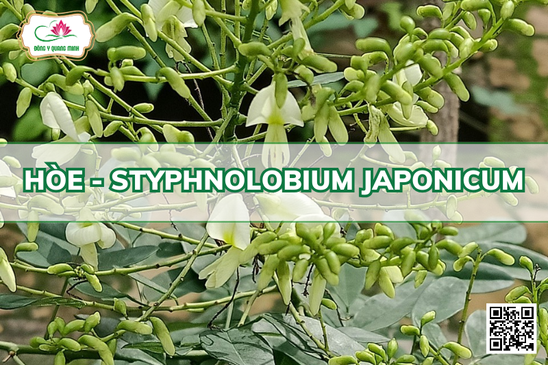 Hòe - Styphnolobium Japonicum, Fabaceae