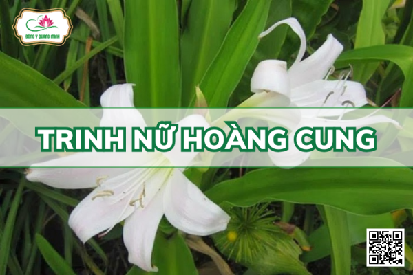 Trinh Nữ Hoàng Cung - Crinum Latifolium, Amaryllidaceae
