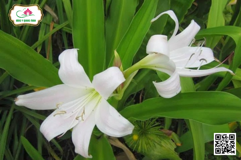 Trinh Nữ Hoàng Cung - Crinum Latifolium, Amaryllidaceae