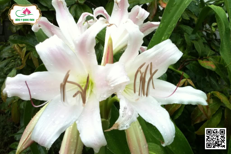 Trinh Nữ Hoàng Cung - Crinum Latifolium, Amaryllidaceae