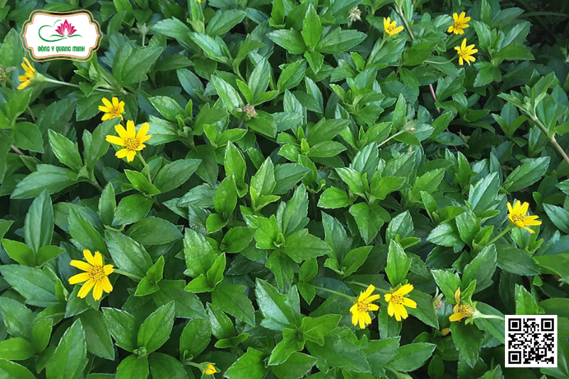 Sài Đất - Wedelia Chinensis, Asteraceae