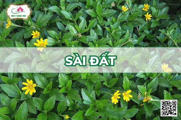 Sài Đất - Wedelia Chinensis, Asteraceae