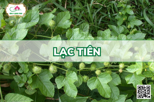 Lạc Tiên - Passiflora Foetida, Passifloraceae