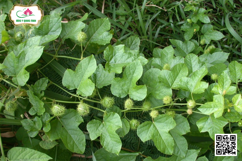 Lạc Tiên - Passiflora Foetida, Passifloraceae