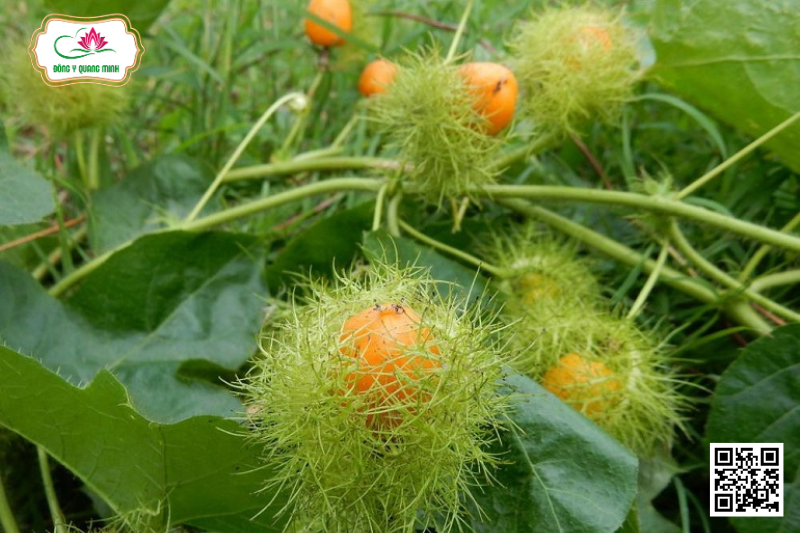 Lạc Tiên - Passiflora Foetida, Passifloraceae