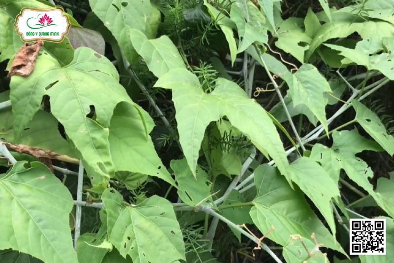 Chìa Vôi - Cissus Modeccoides, Vitaceae