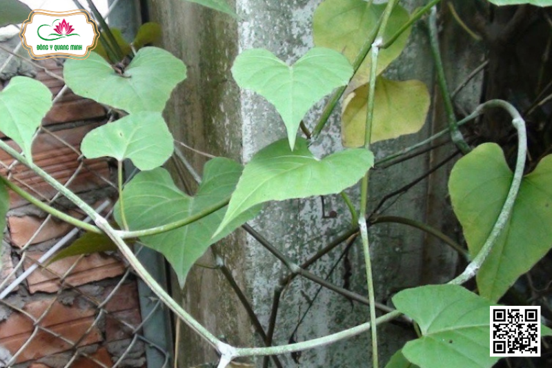 Chìa Vôi - Cissus Modeccoides, Vitaceae