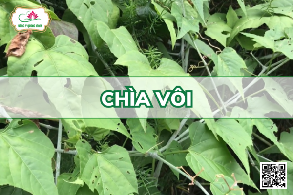 Chìa Vôi - Cissus Modeccoides, Vitaceae