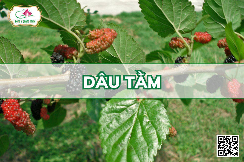 Dâu Tằm - Morus Alba, Moraceae