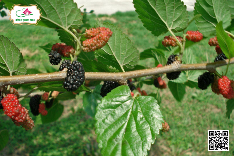 Dâu Tằm - Morus Alba, Moraceae