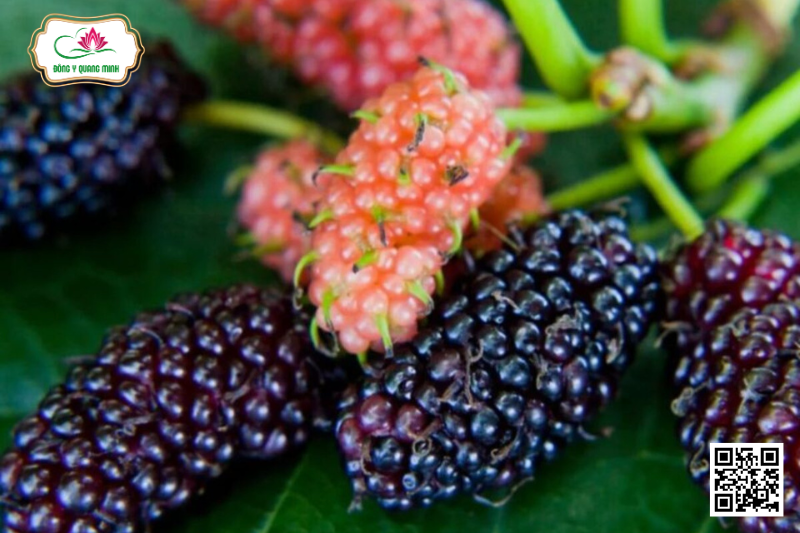 Dâu Tằm - Morus Alba, Moraceae