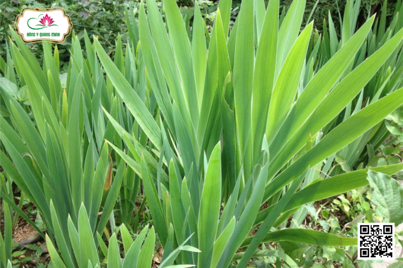 Xạ Can - Iris Domestica, Iridaceae